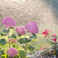 Come irrigare il giardino: consigli pratici per ogni stagione