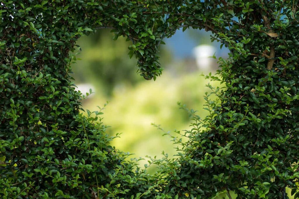 Giardino verticale: la parete verde della tua casa