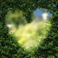 Giardino verticale: la parete verde della tua casa