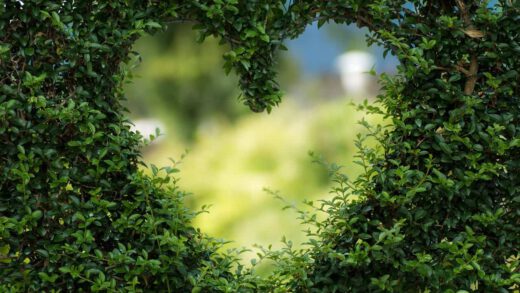 Giardino verticale: la parete verde della tua casa